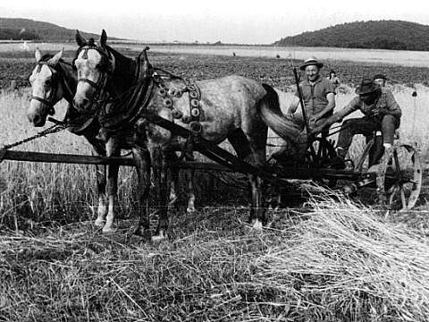 1. fotografia fotogalérie Prvé kosačky - foto