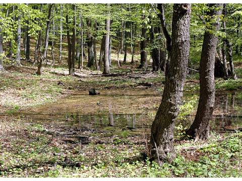 2. fotografia fotogalérie Milič – NATURA 2000 - foto