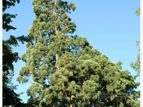 1. fotografia fotogalérie Historický park - foto