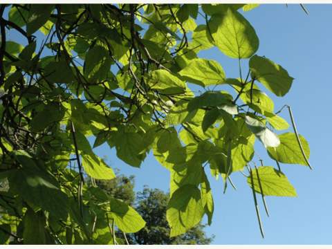 2. fotografia fotogalérie Historický park - foto