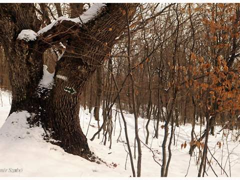 7. fotografia fotogalérie Izra a vojenské bunkre z I. ČSR - foto
