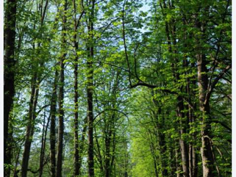 5. fotografia fotogalérie Historický park kaštieľa Betliar - foto