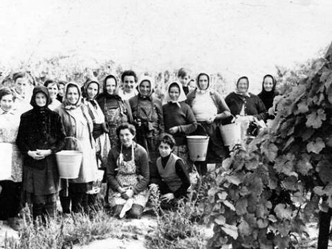 1. fotografia fotogalérie Zakladanie viníc - foto