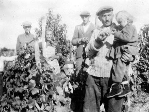 1. fotografia fotogalérie Výskum vinárstva v časoch Československa - foto